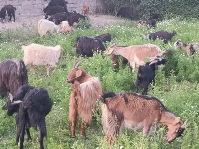 Коза, Душанбе