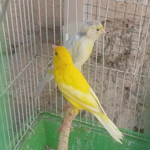 Канарейка, Душанбе