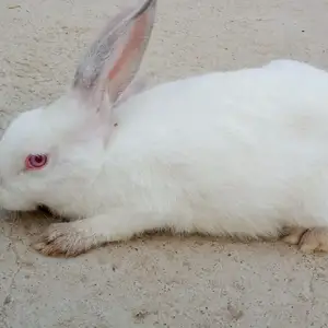 Харгушакхо, Худжанд