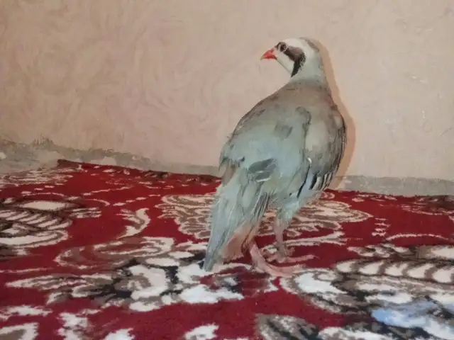 Кабк, Душанбе