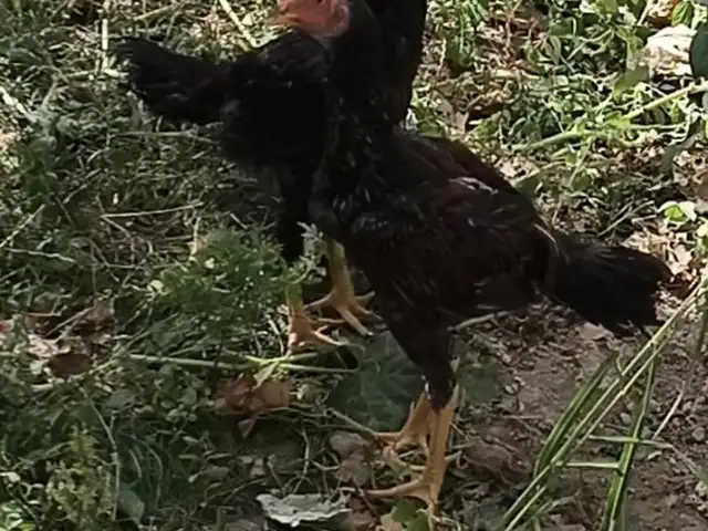 Дакан, Душанбе