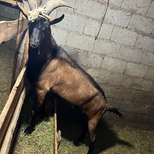 Таккаи альпийский, Душанбе