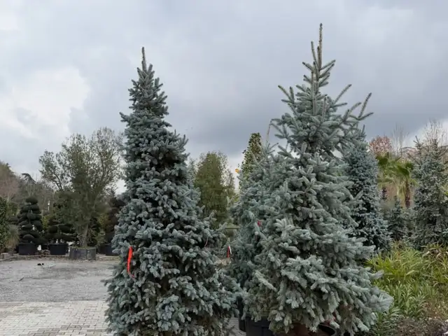 Голубой Ель, Душанбе