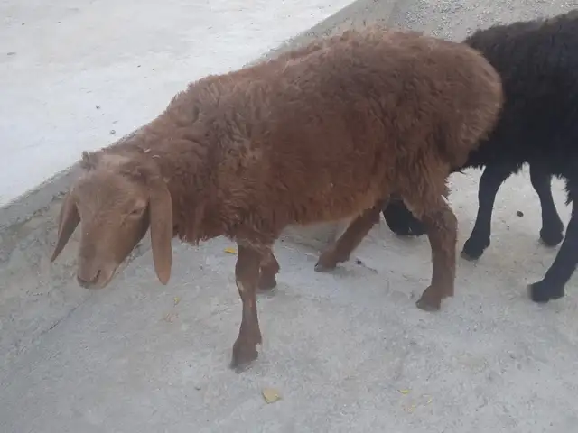 Баррахо, Душанбе