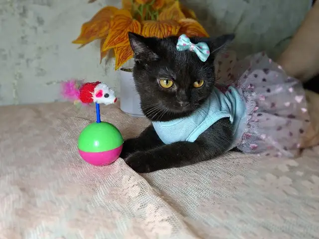 Британская кошечка, Худжанд