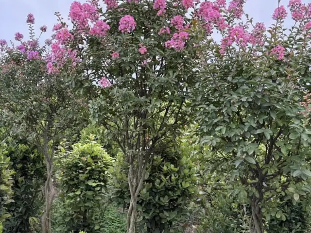 Сирень, Душанбе