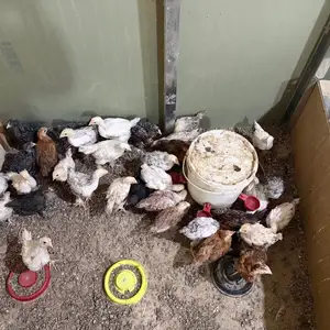 Мурги рябушка, Худжанд