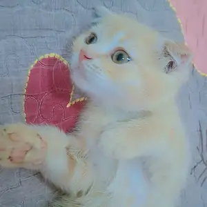 Шотландская кошка, Худжанд