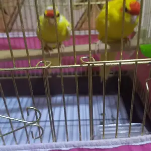 Попугай, Душанбе