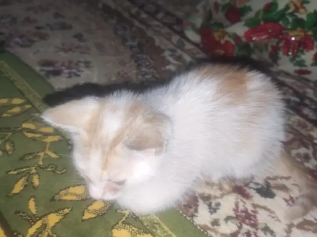 Котенок, Душанбе