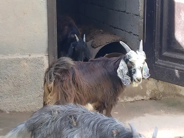 Буз Така, Ваҳдат
