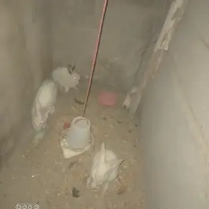 Харгуш, Худжанд