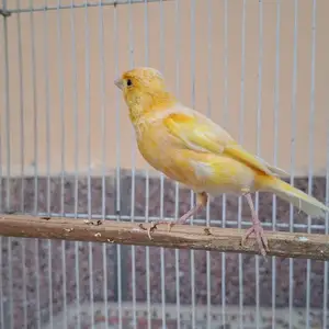 Канарейка, Худжанд