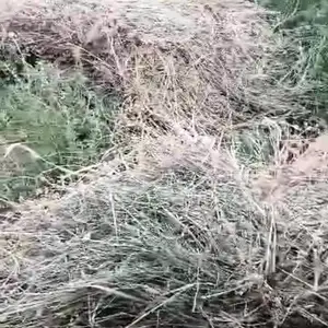 Дарзаи рушка, Бохтар (Курган-Тюбе)