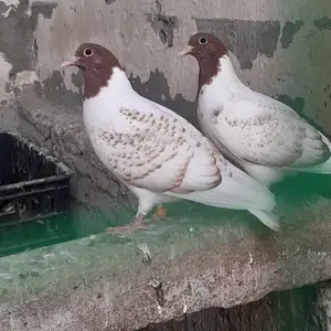 Кафтар, Душанбе
