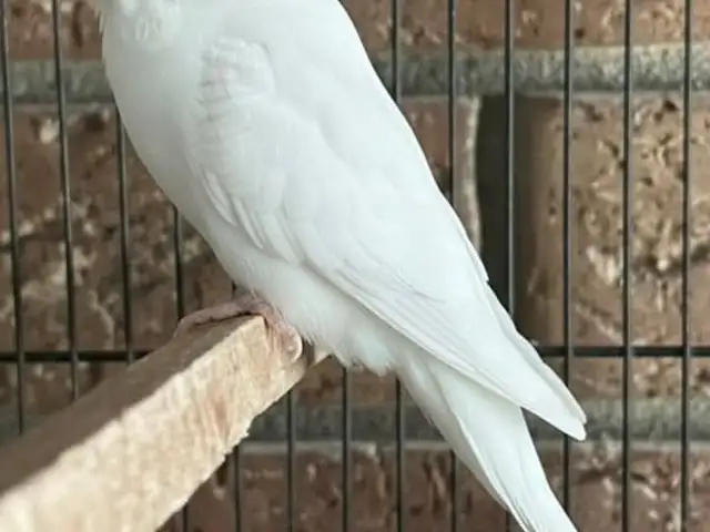 Попугай, Душанбе