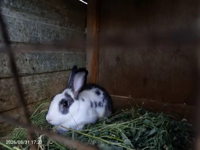 Кролик, Канибадам