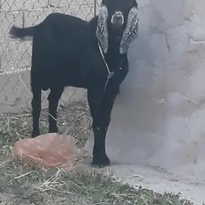 Бузи Авғони, Душанбе