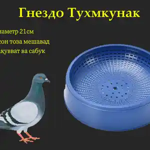 Лона/гнездо кафтар, Душанбе