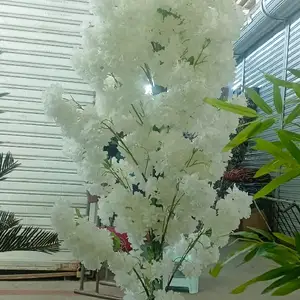 Гули сафед, Душанбе
