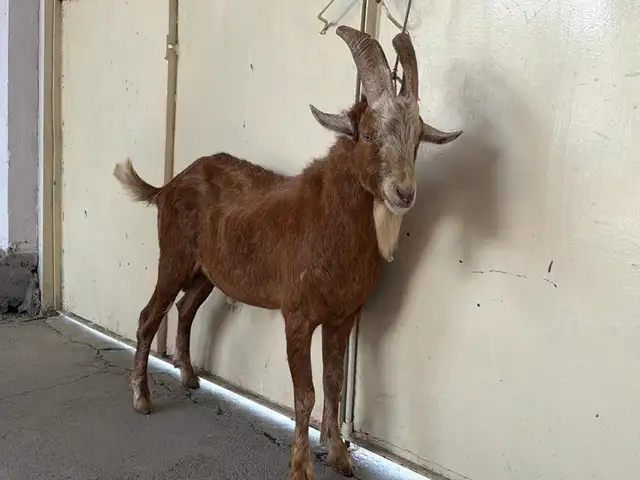 Така Заненски, Рӯдакӣ