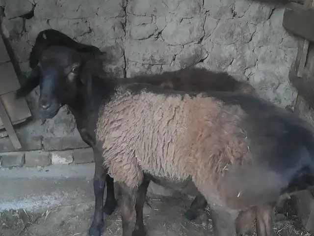 Кучкор, Хуҷанд
