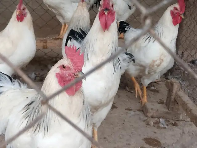 Хурусхои Рябушка, Гиссар