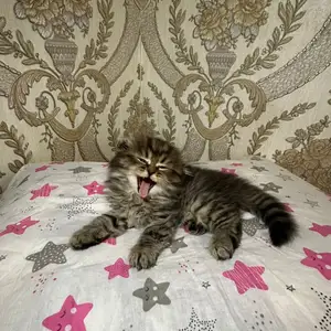 Вислоухие котята, Худжанд