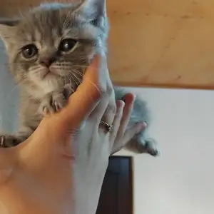 Котята, Пяндж
