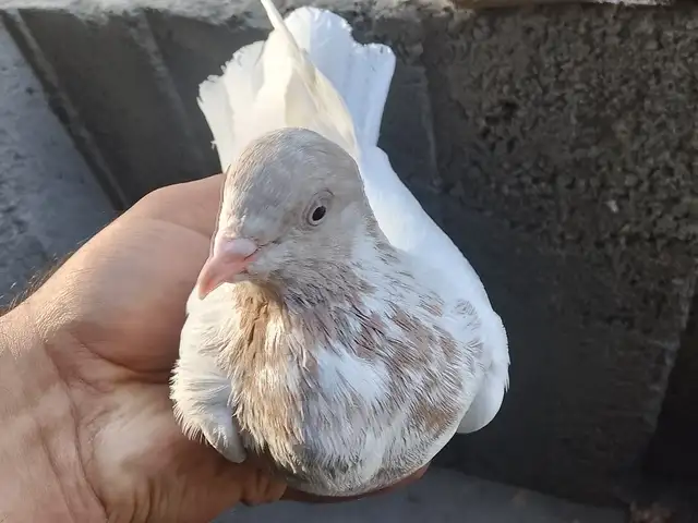 Голуб, Душанбе