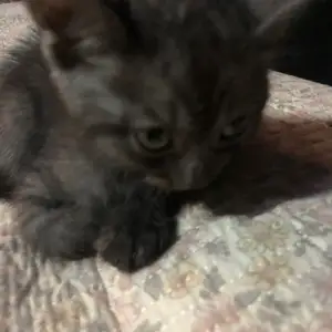 Шотландский котенок, Душанбе