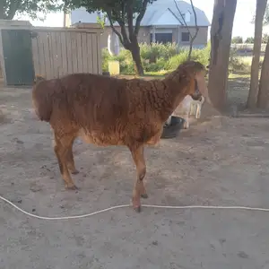 Кушкор, Худжанд
