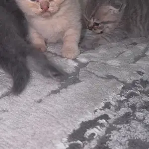 Вислоухие кошки, Душанбе