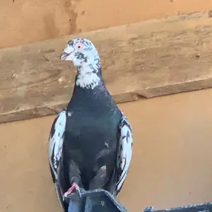 Кафтар Нар, Душанбе