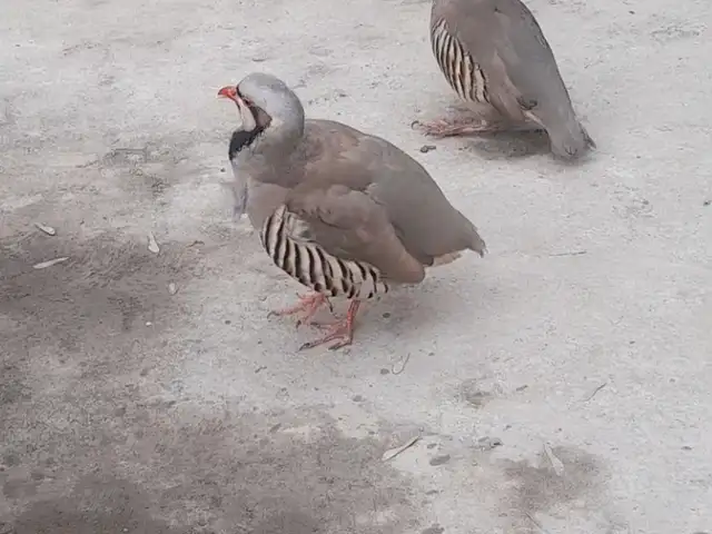 Кабк, Душанбе