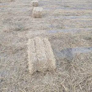 Пресс, Душанбе