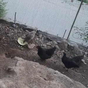Мургхои хонаги, Душанбе
