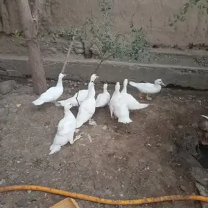 Индоутка, Худжанд