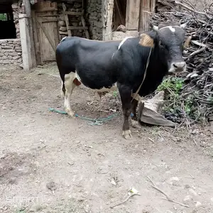 Бука, Сангвор (Тавилдара)
