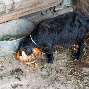 Буз, Вахдат