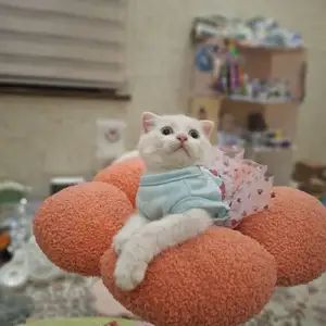 Шотландская вислоухая кошечка, Хуҷанд