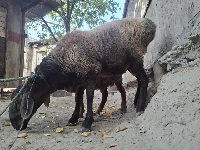 Кушкор, Хуҷанд