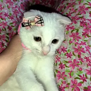 Шотландский вислоухий котёнок, Душанбе