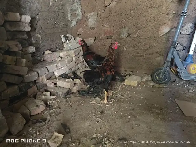 Хурузчахо 5 моха, Хуҷанд