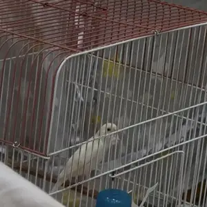 Канарейка, Душанбе
