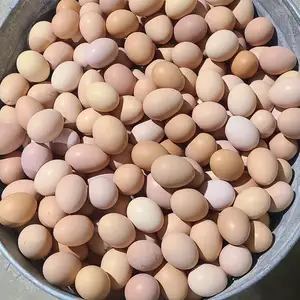 Тухми мурги сиёх барои чучабарори, Худжанд
