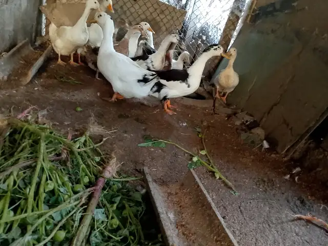 Урдак, Худжанд