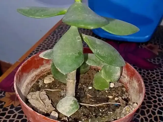 Денежное дерево, Душанбе