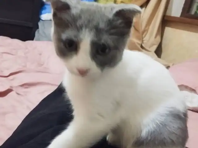 Котята, Душанбе - 4