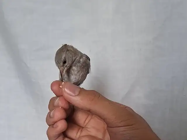 Саьбача, Душанбе